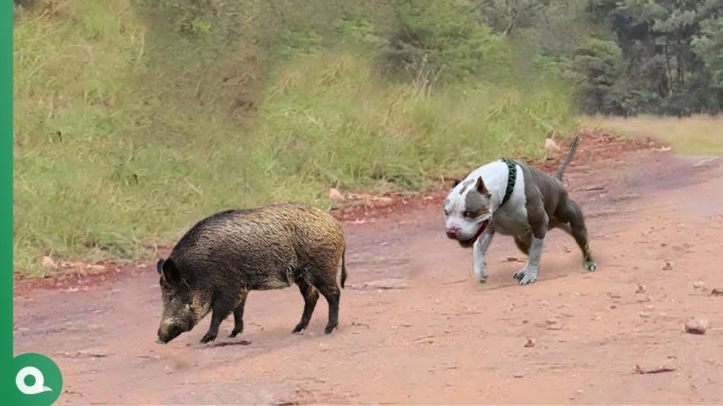 Look What Happened to This Pitbull When It Dare to Attack Boar